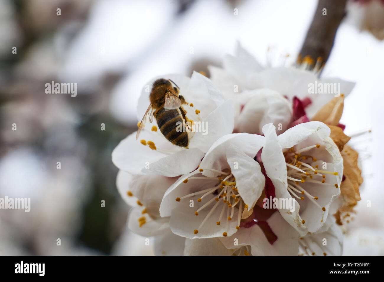 Close up view of a honey bee (Apis mellifera) on apple blossoms (Malus pumila) on a spring day in Orem, Utah, USA Stock Photo