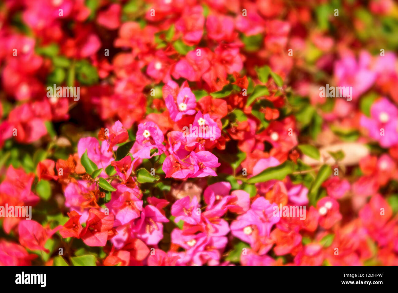 Closeup of Bougenvillia with pink flowers Stock Photo