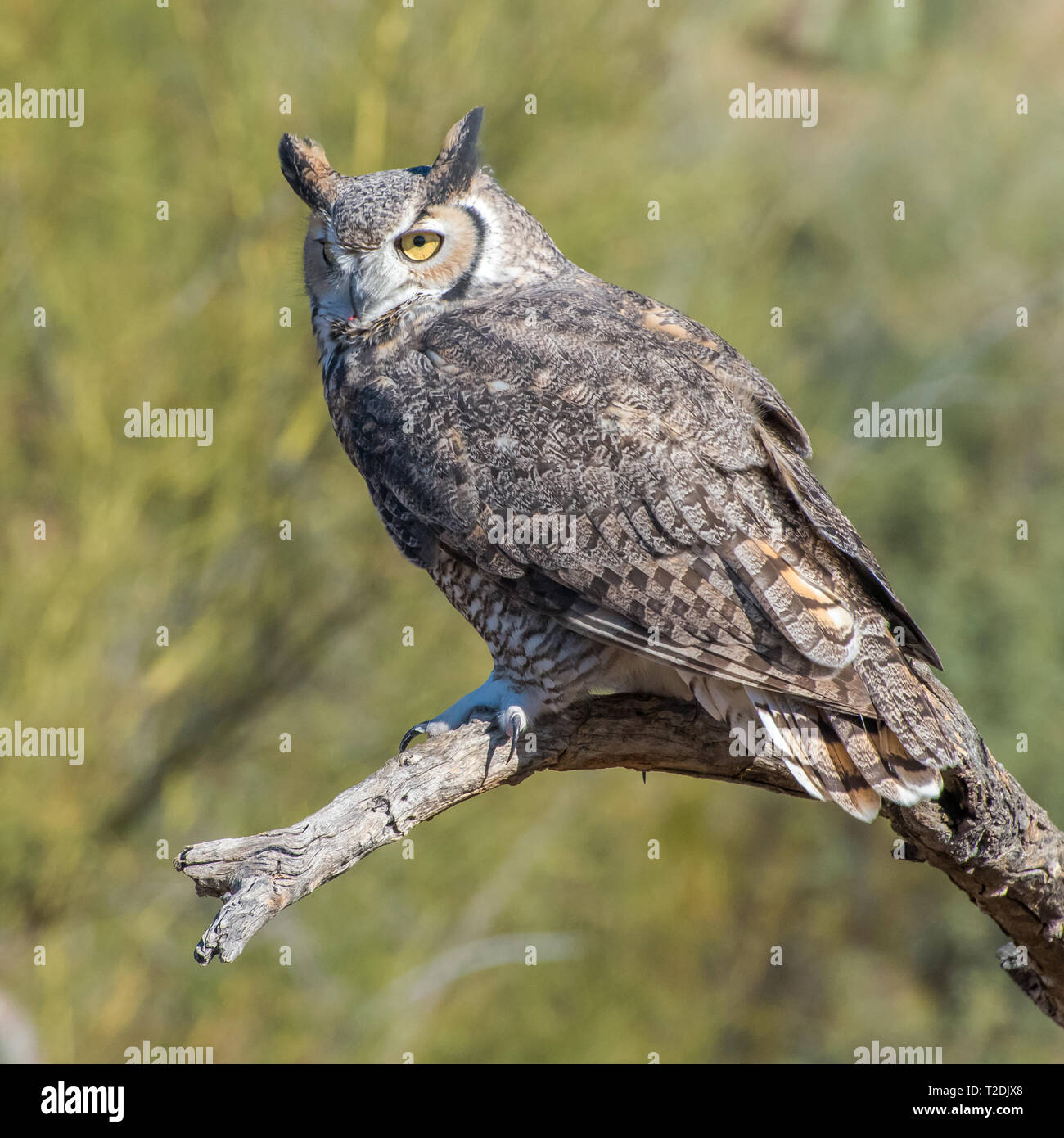 Portrait of a Great Horned Owl in the Desert Southwest Stock Photo