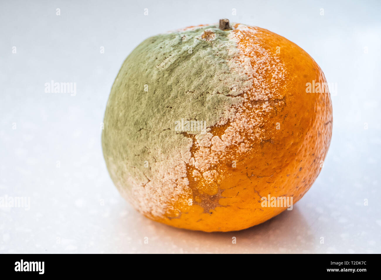 A set of rotten moldy oranges, tangerines isolated on white background