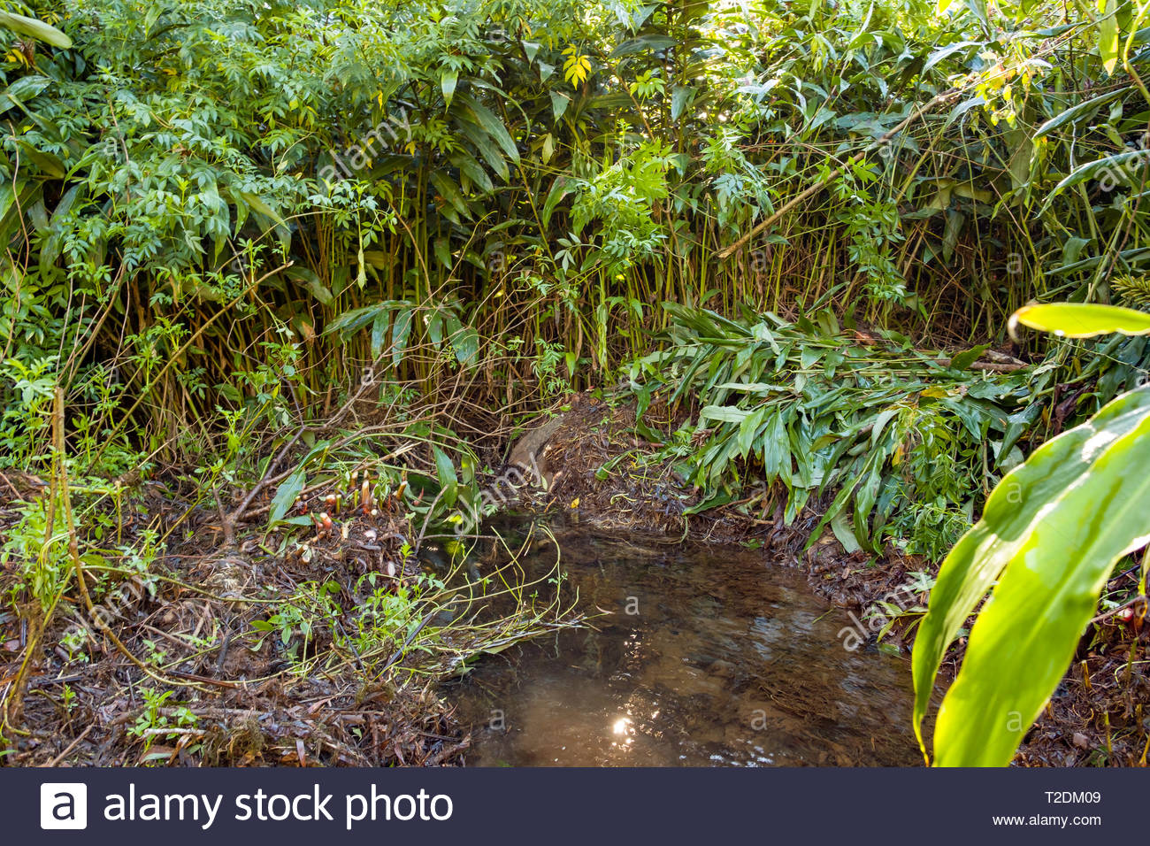 Trout Habitat High Resolution Stock Photography and Images Alamy