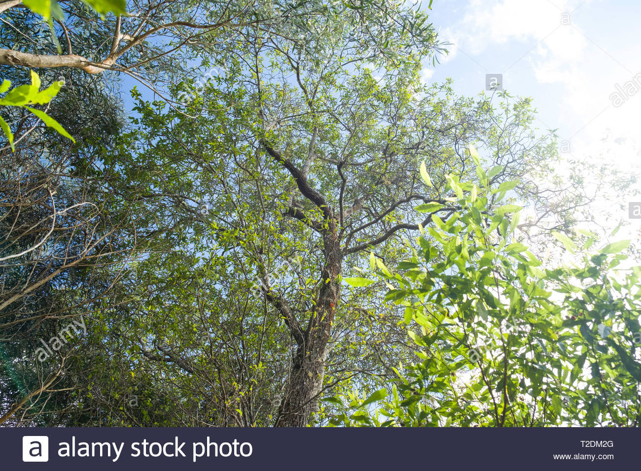 Sandalwood Tree High Resolution Stock Photography and Images Alamy