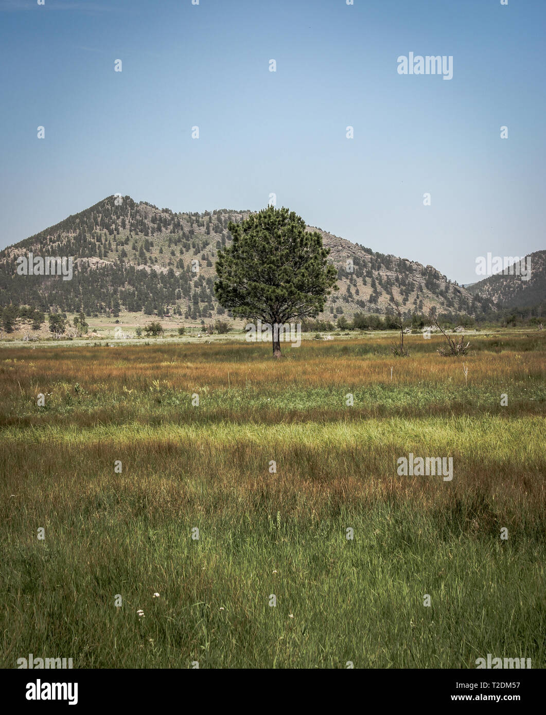 Lone Tree In A Field Stock Photo - Alamy