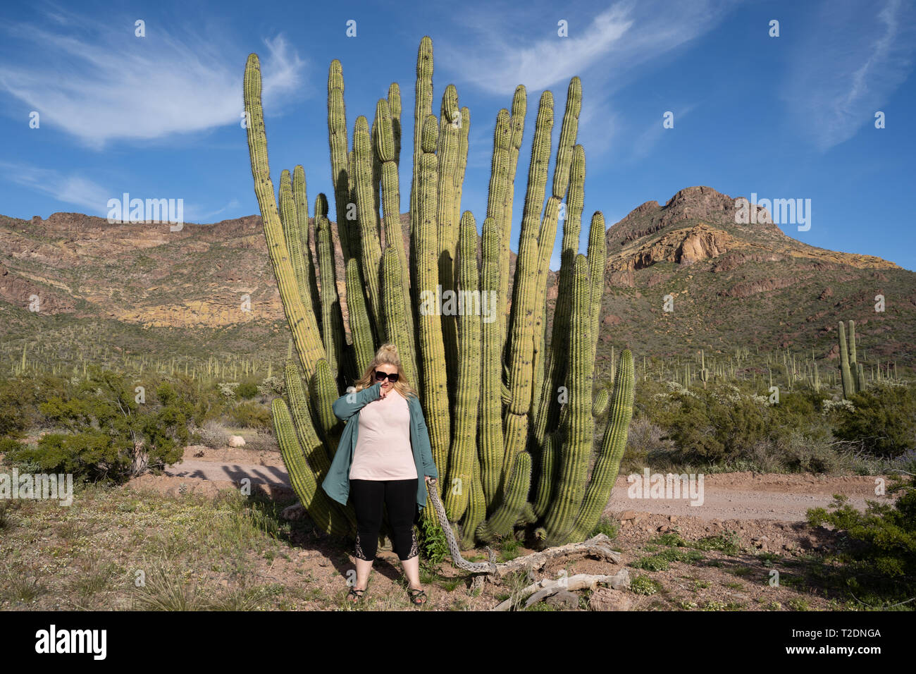 Adult woman picking her nose next to a large organ pipe cactus in Arizona Stock Photo