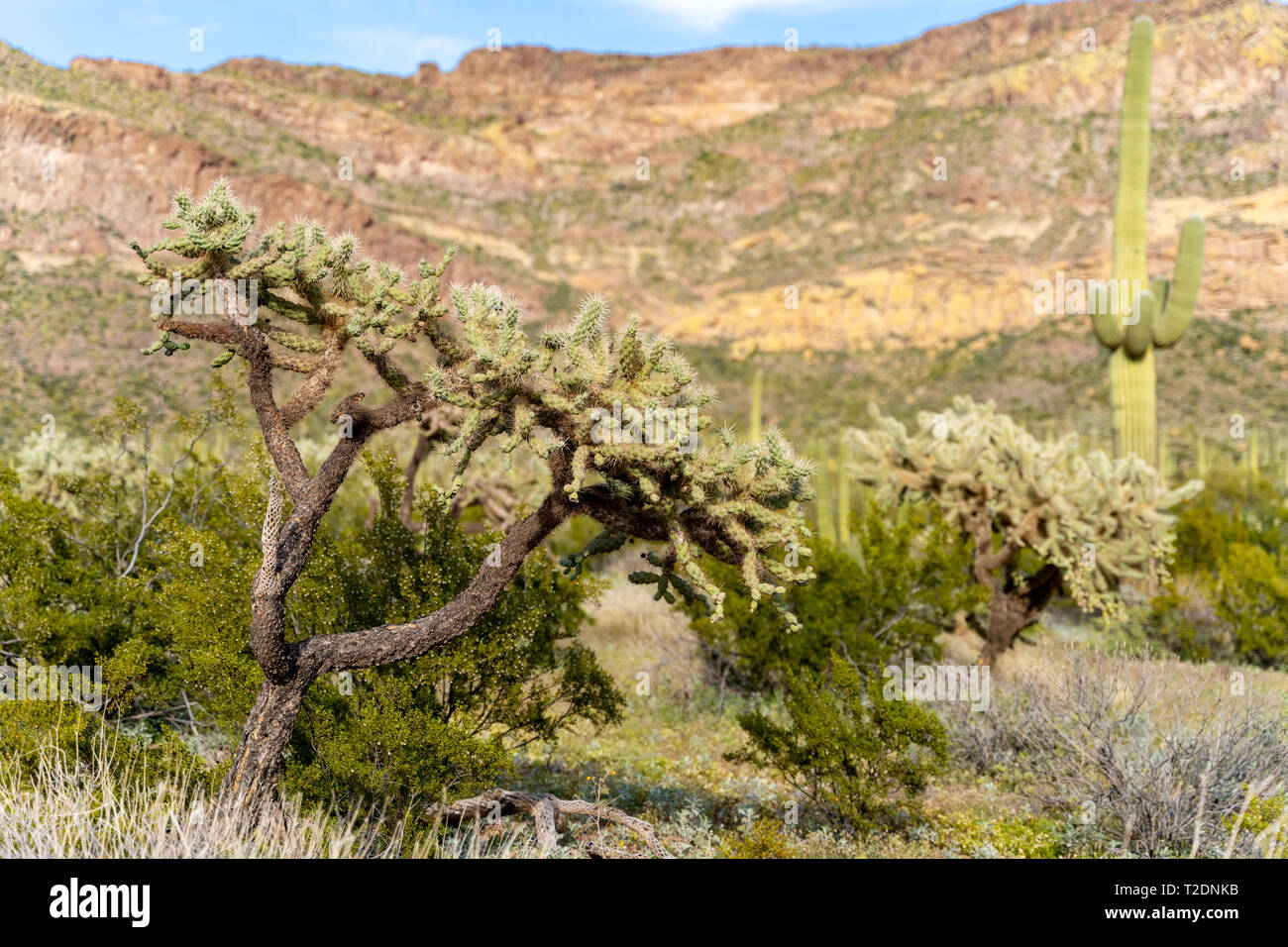 Beautiful chain fruit cholla cactus in the Sonoran Desert of Arizona in Organ Pipe Cactus National Monument along Ajo Mountain Drive Stock Photo