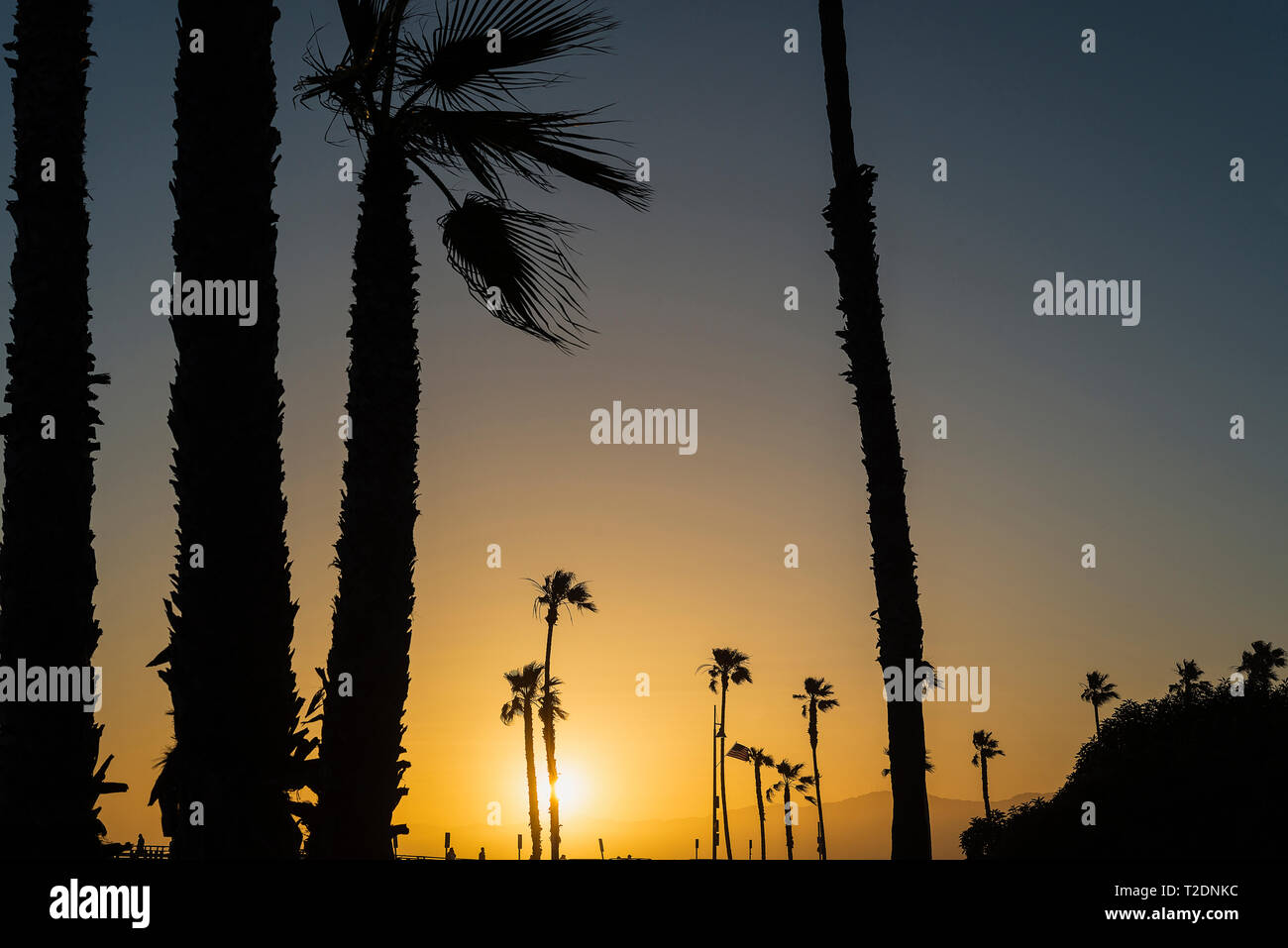 Palm trees lining the Venice Boardwalk in Los Angeles, California. Stock Photo