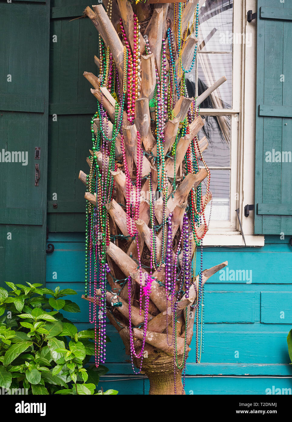 New Orleans Mardi Gras Tree Stock Photo - Download Image Now - New