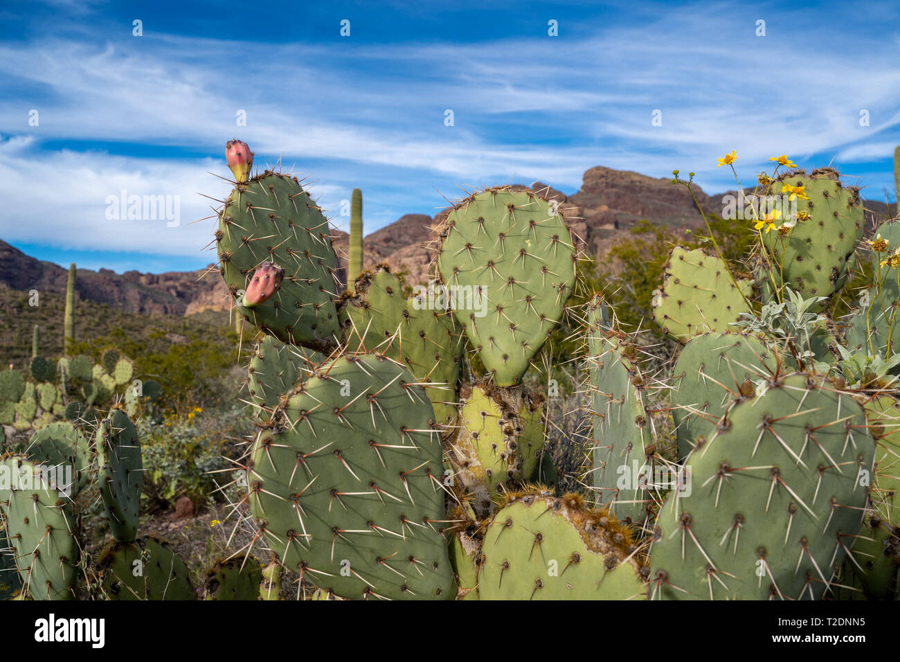 Engelmanns Prickly Pear Cactus in Organ Pipe National Monument in the Sonoran Desert of Southwest Arizona Stock Photo