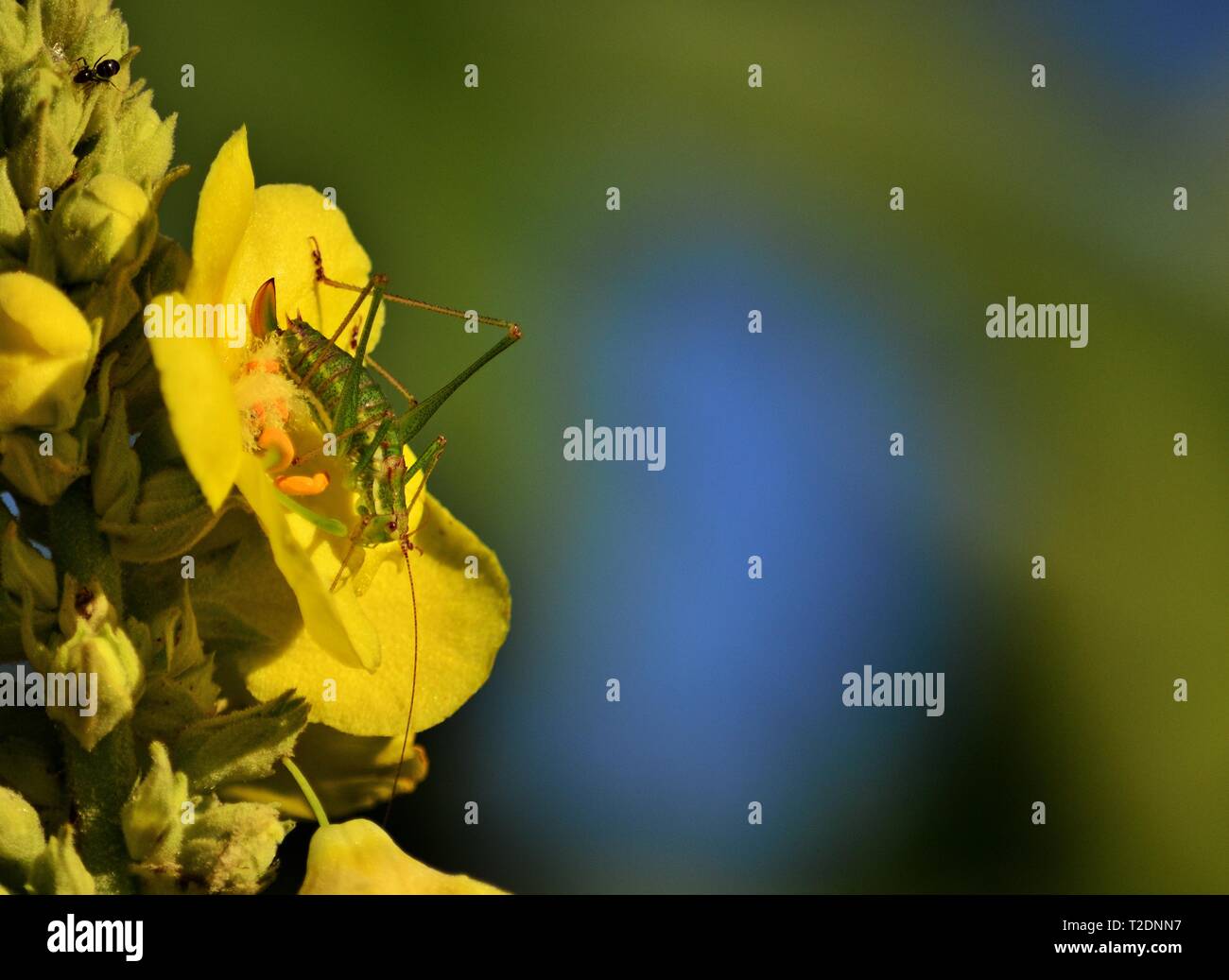 Saddle-backed bush cricket - Ephippiger ephippiger on yellow flower Stock Photo