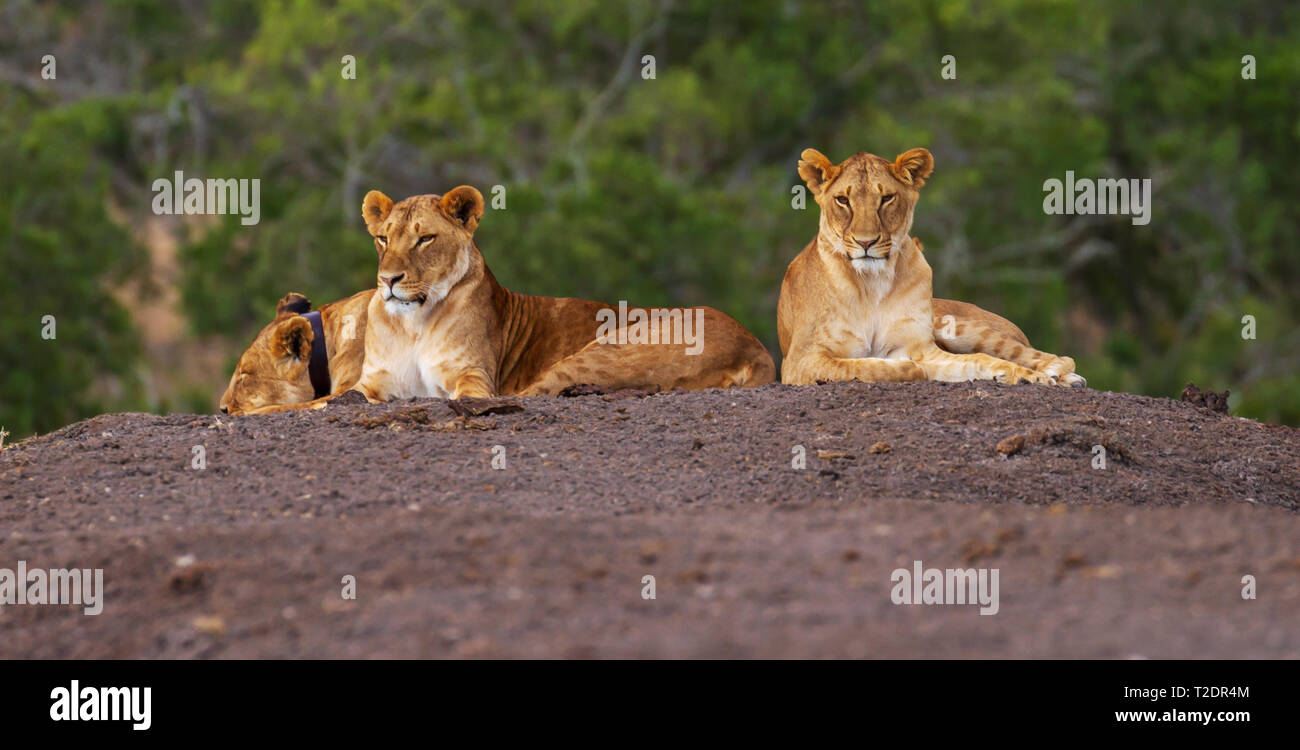 Lions three, Panthera leo, stretched out flat looking up. Ol Pejeta Conservancy Kenya East Africa. One with radio tracking collar device Stock Photo
