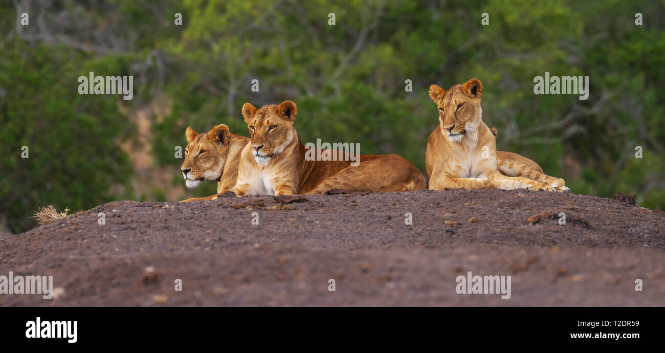 Lions three, Panthera leo, stretched out flat looking up copy space Ol Pejeta Conservancy Kenya East Africa. One with radio tracking collar device Stock Photo