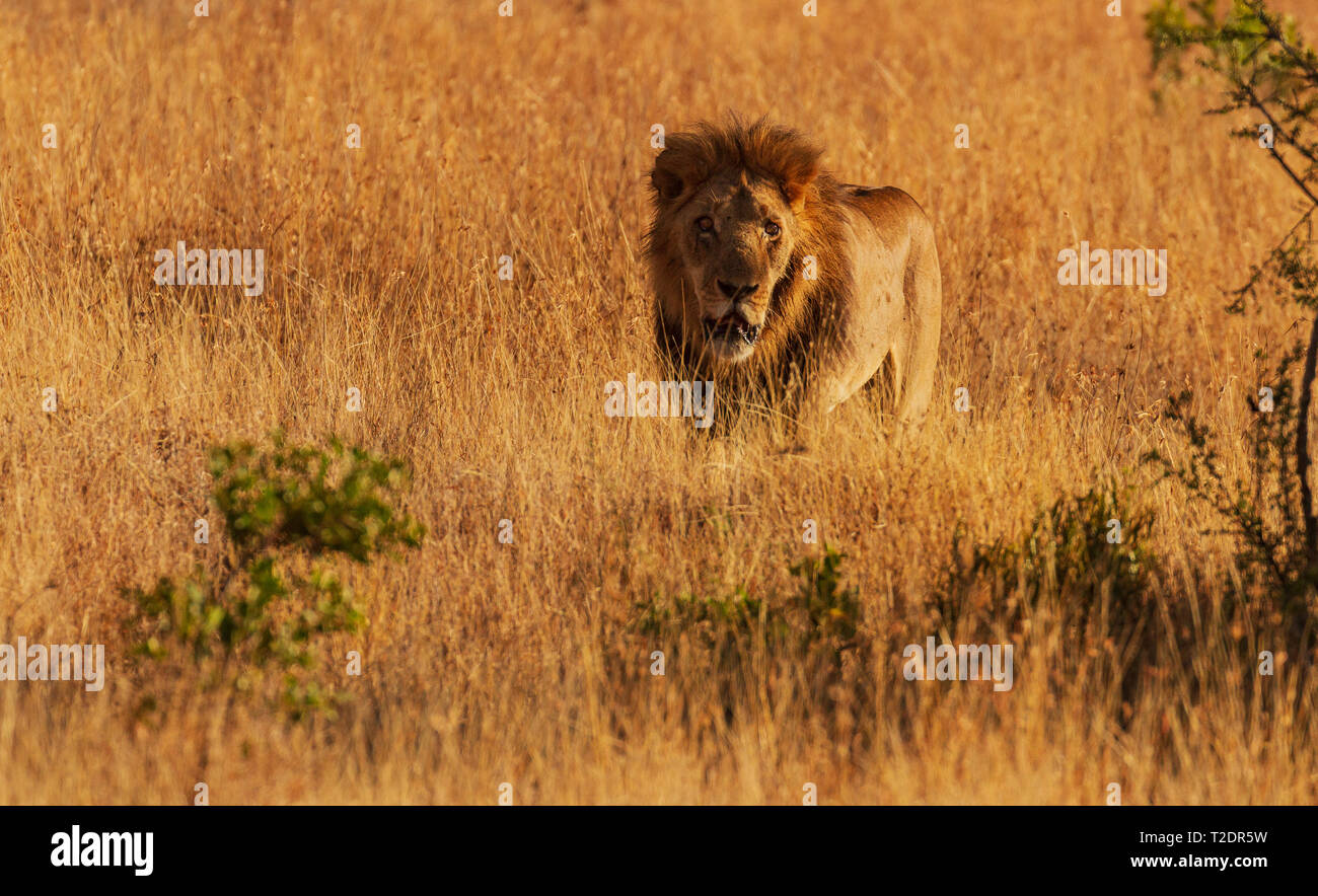 Male lion, panthera leo, large mane camouflaged in tall yellow grass. Ol Pejeta Conservancy, Kenya, East Africa . African field of gold, copy space Stock Photo