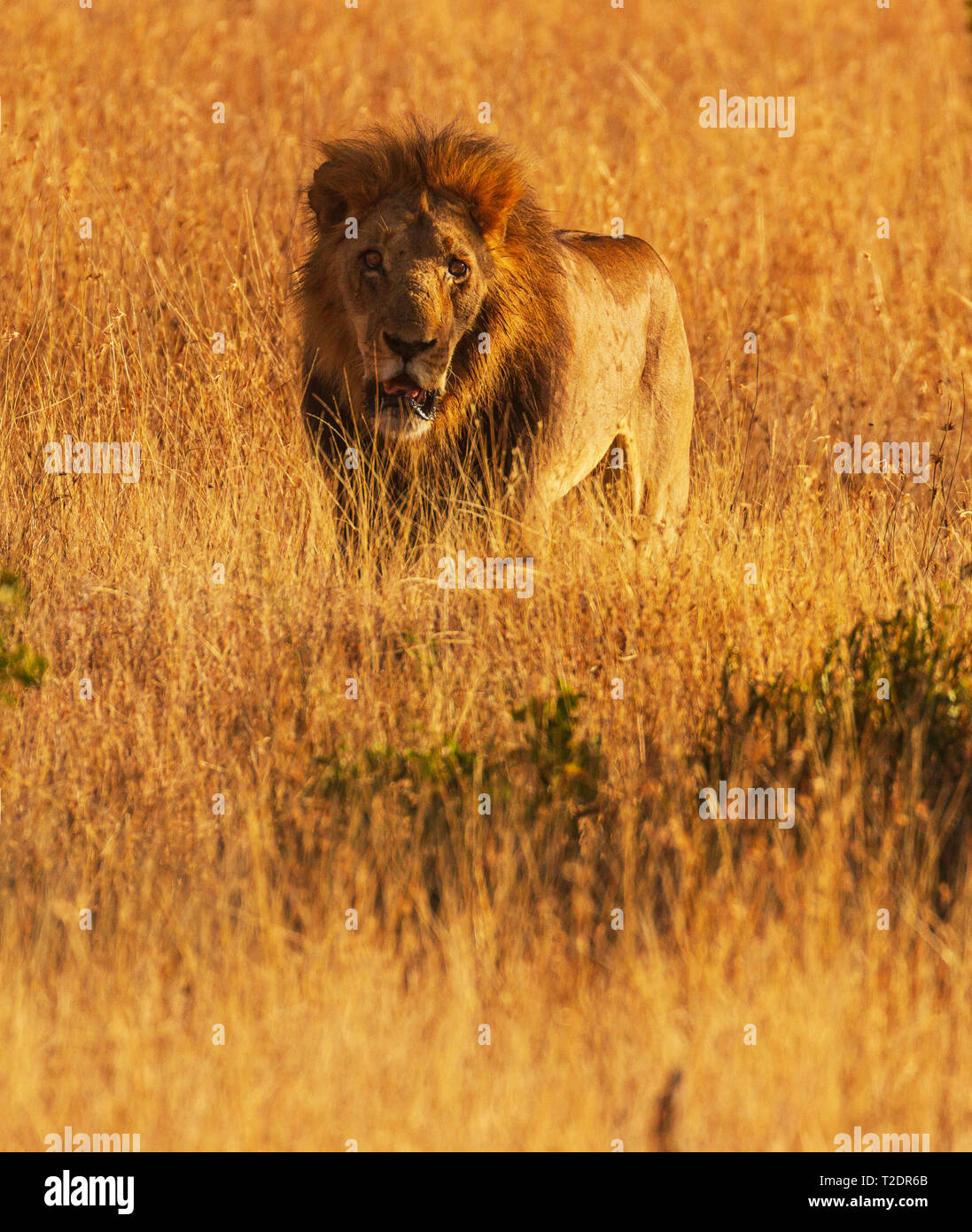 Male lion, panthera leo, large mane camouflaged in tall yellow grass. Ol Pejeta Conservancy, Kenya, East Africa. Vertical copy space Stock Photo