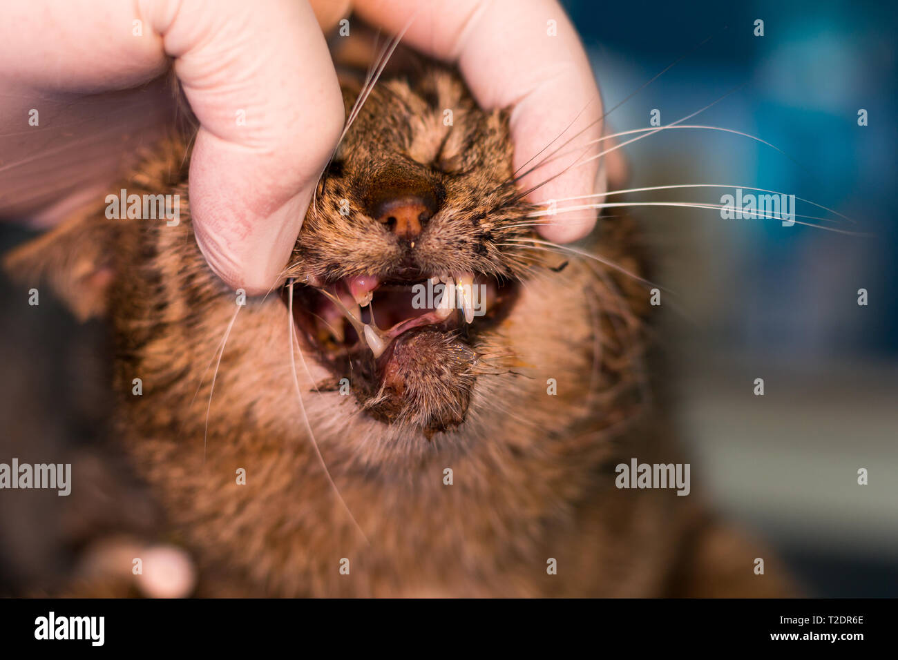 cat after car accident Stock Photo - Alamy