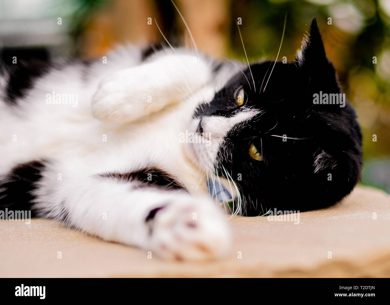 A Black and White Cat relaxing in a Garden Stock Photo - Alamy