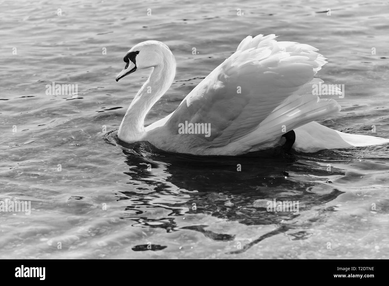 black and white photo of a mute swan swimming in the river rhine in Germany Stock Photo