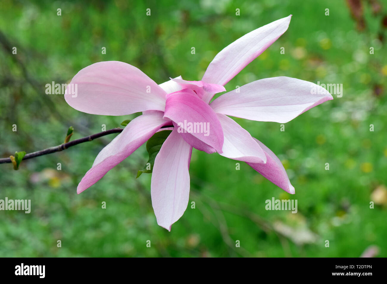 Magnolie, liliomfa, Magnolia species Galaxy Stock Photo