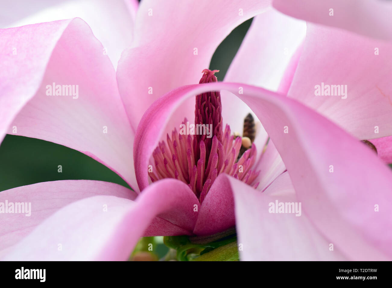 Magnolie, liliomfa, Magnolia species Galaxy Stock Photo
