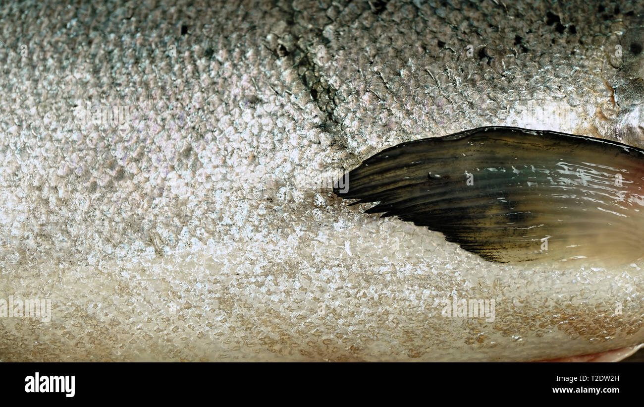 Fresh salmon, macro, sea fish scales Stock Photo