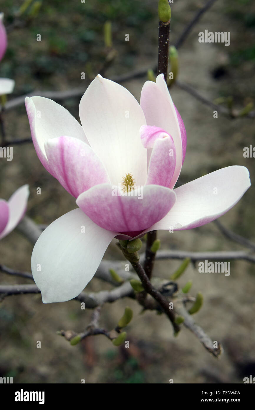Magnolie, liliomfa, magnolia, Magnolia species Stock Photo