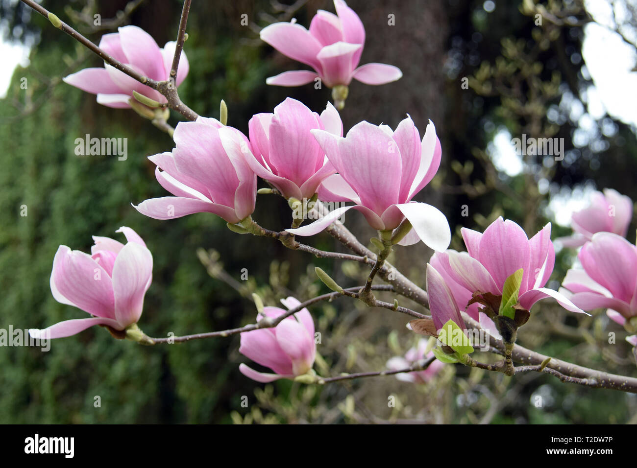 Liliomfa hi-res stock photography and images - Alamy