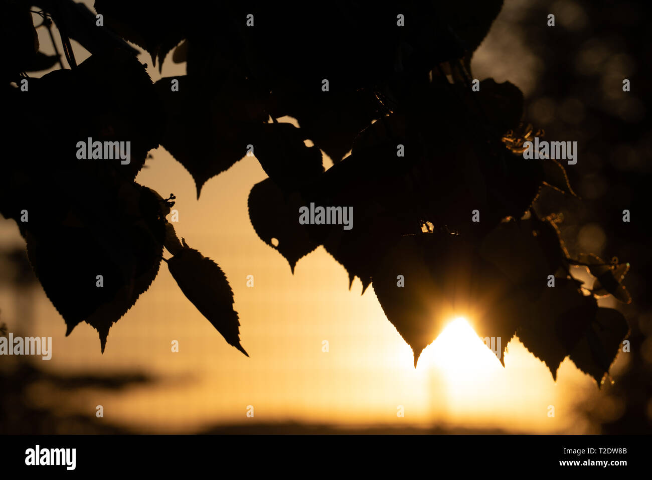 silhouette of tree with sunrise in background Stock Photo - Alamy
