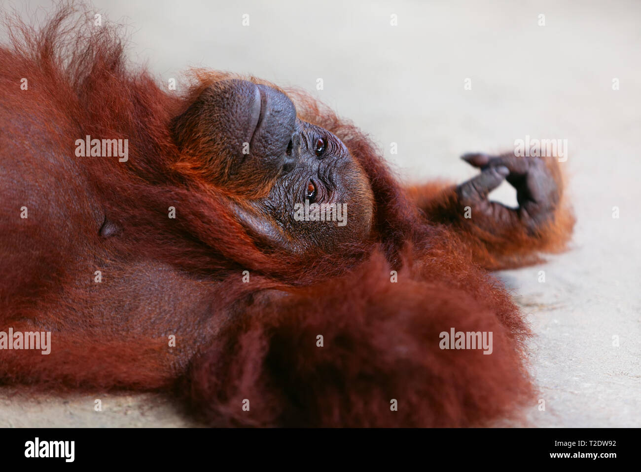 Wild Bornean orangutan at Semenggoh Nature Reserve, Wildlife Rehabilitation Centre in Kuching. Orangutans are endangered apes inhabiting rainforests o Stock Photo