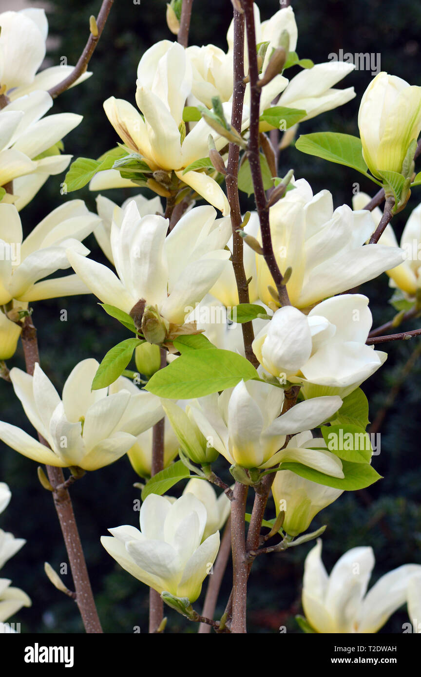 Magnolie, liliomfa, magnolia, Magnolia species Stock Photo