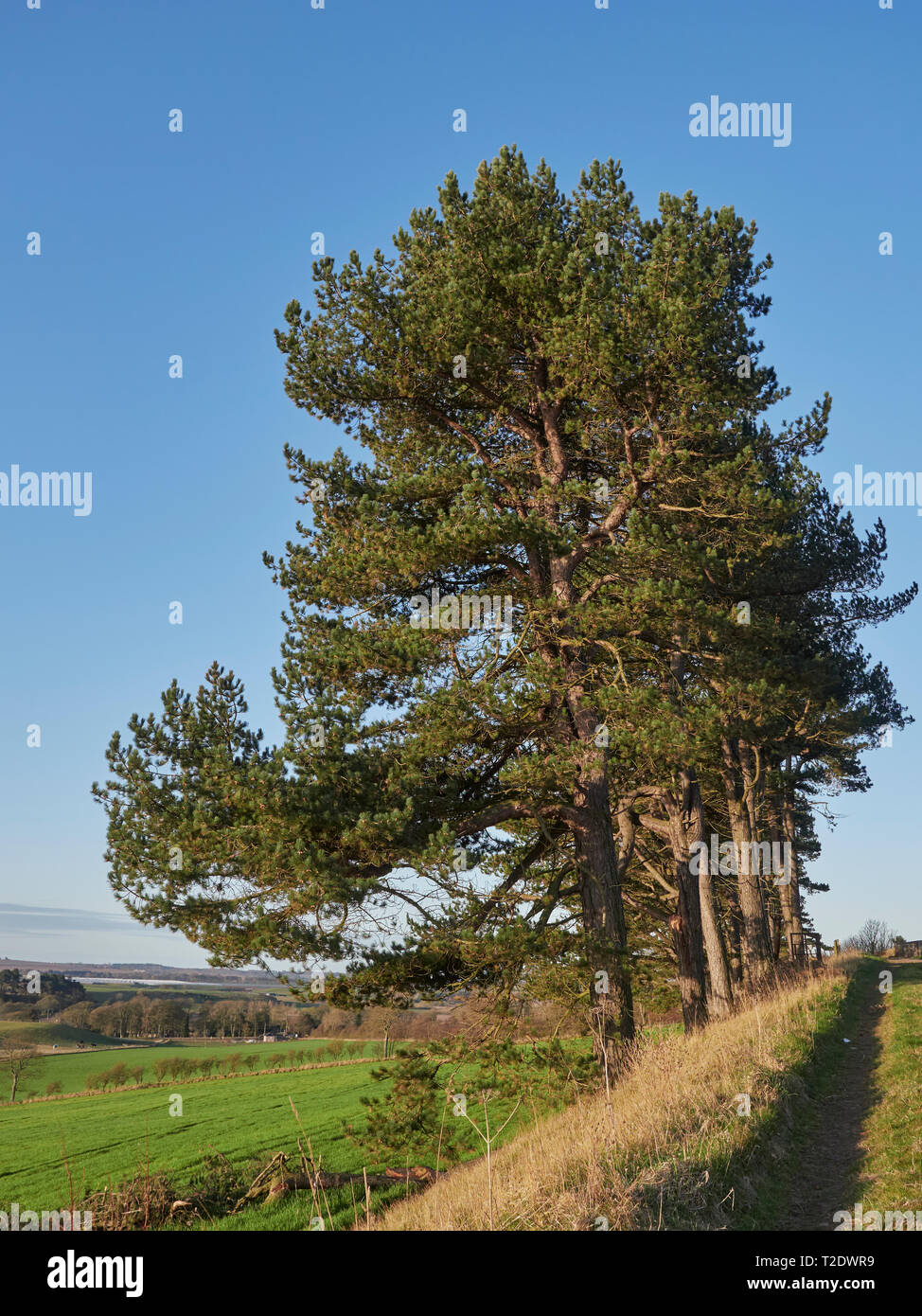 Row of scots pines at a field edge hires stock photography and images