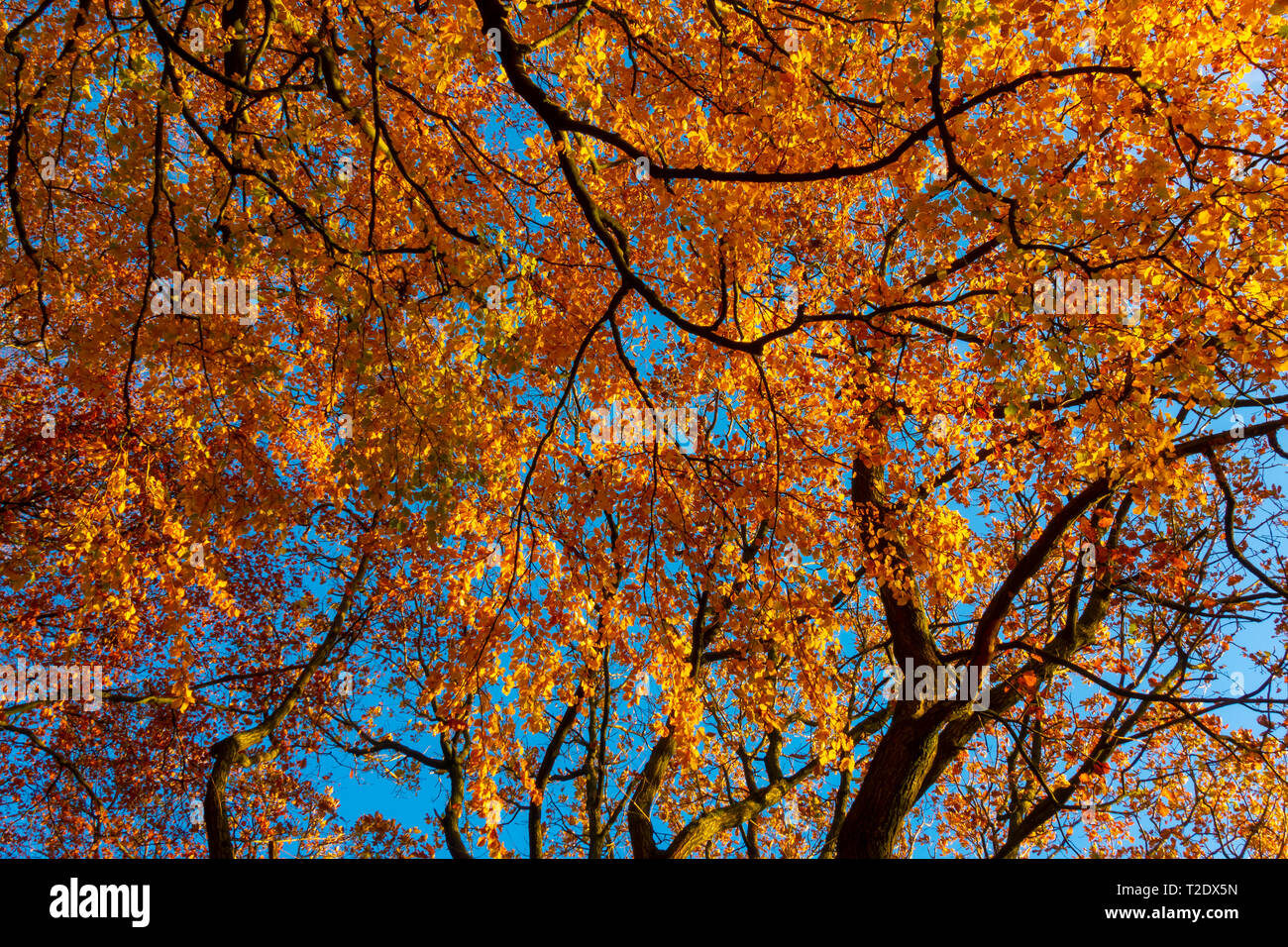 Golden Yellow leaves on trees in Autumn Stock Photo
