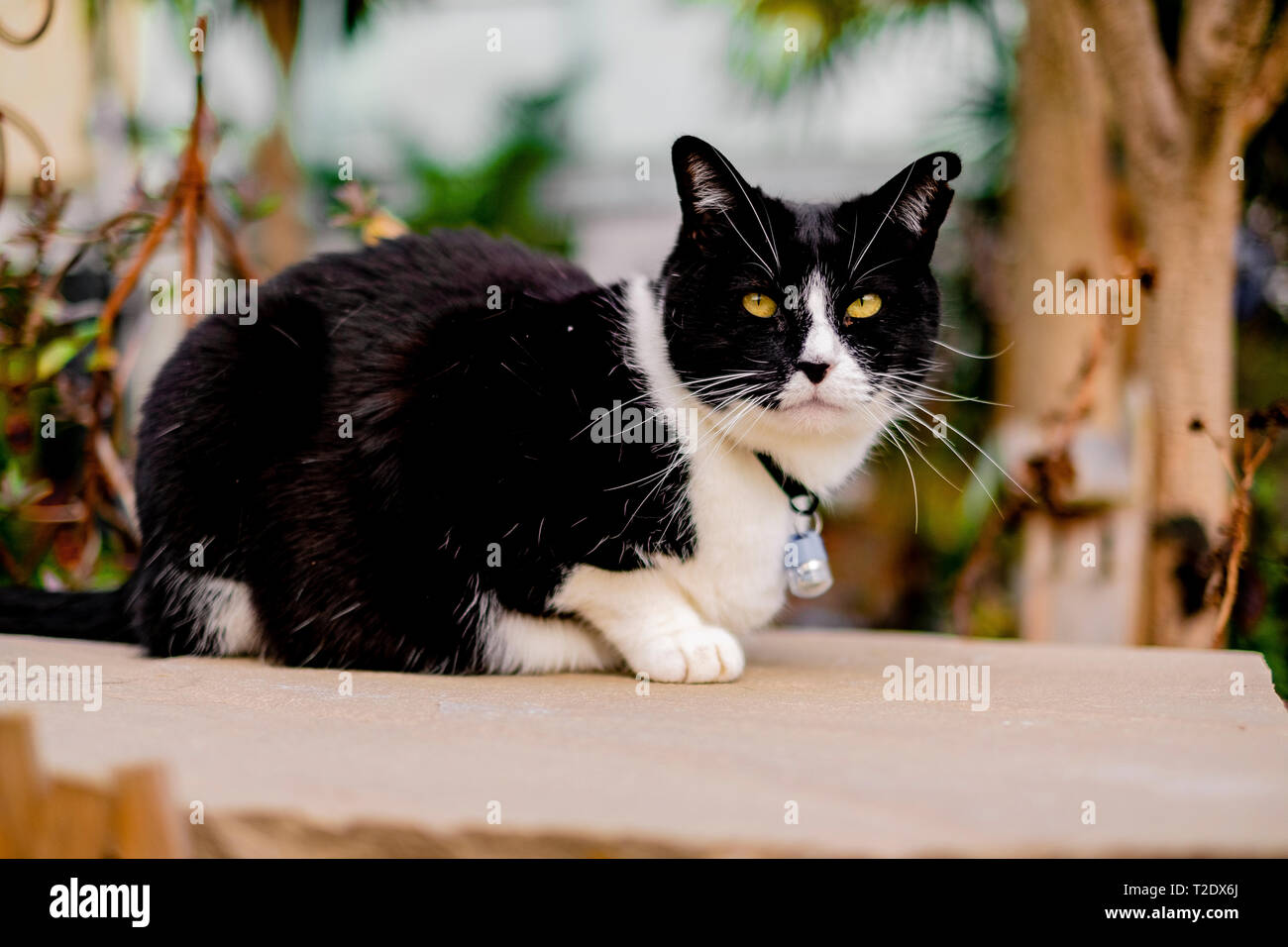 A Black and White Cat relaxing in a Garden Stock Photo - Alamy