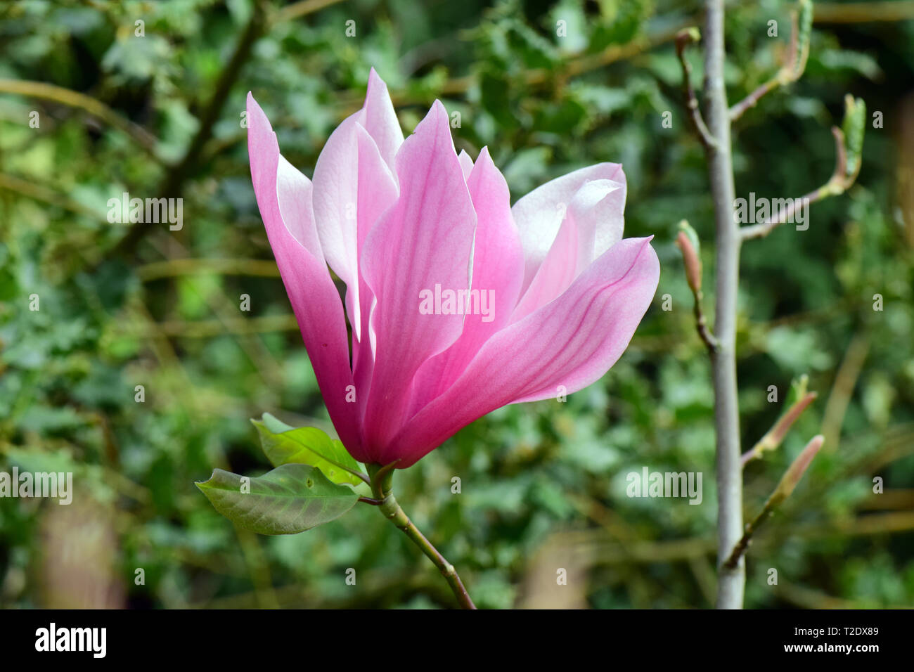 magnolia, Magnolie, liliomfa, Magnolia 'Spectrum' Stock Photo