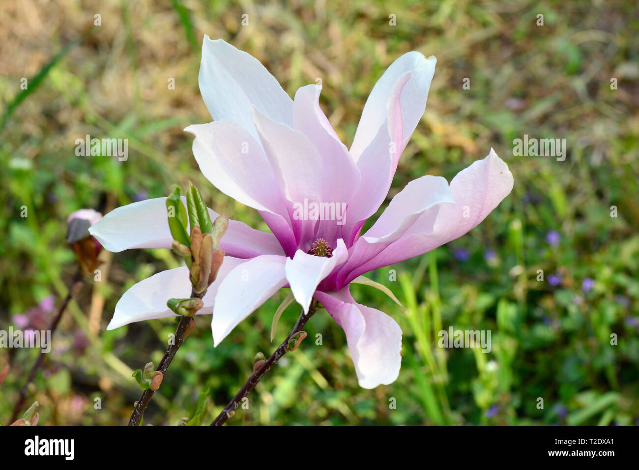 star magnolia, Stern-Magnolie, csillagvirágú liliomfa, Magnolia stellata Stock Photo