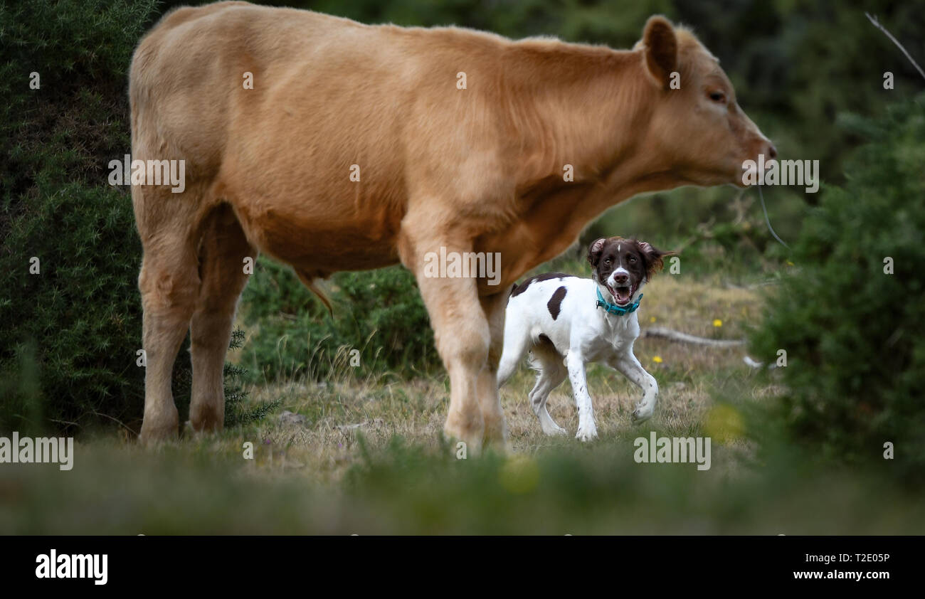 An off the lead dog confronts free roaming livestock in the  New Forest Hampshire England. The dog was quick to back away in this case with no injury. Stock Photo