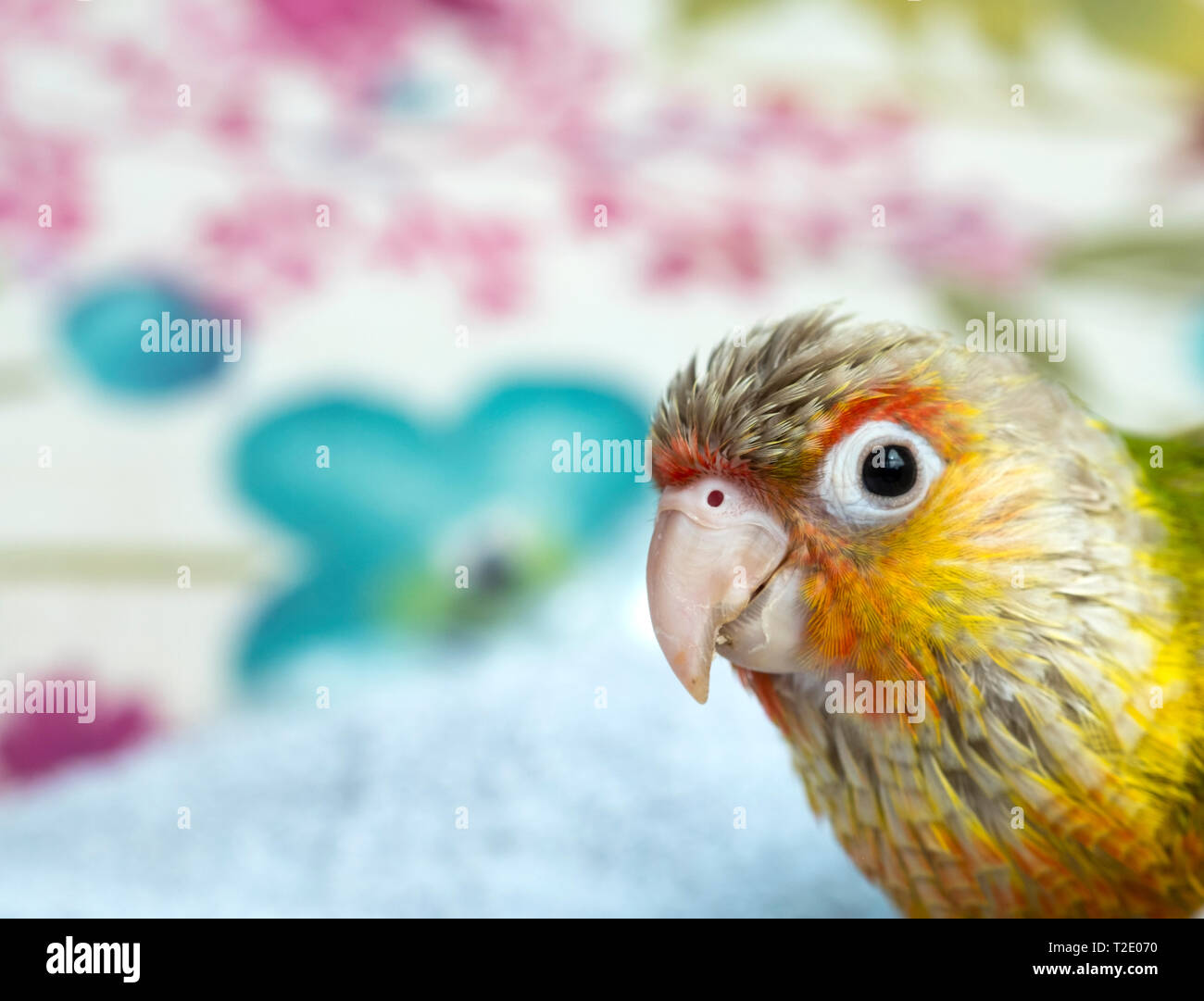 Small Parrot High Resolution Stock Photography And Images Alamy