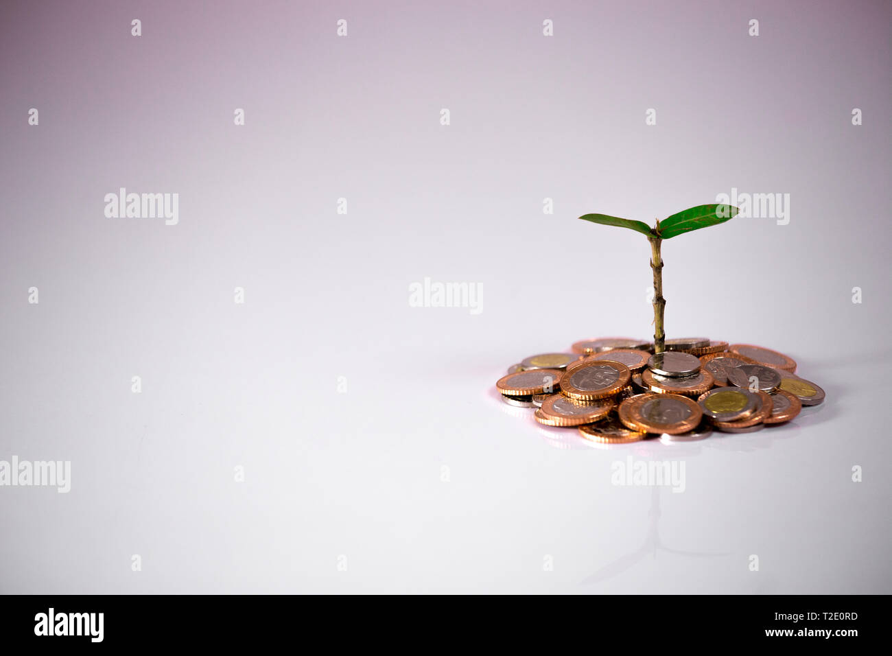 Green plant on coins showing financial growth on white background Stock Photo