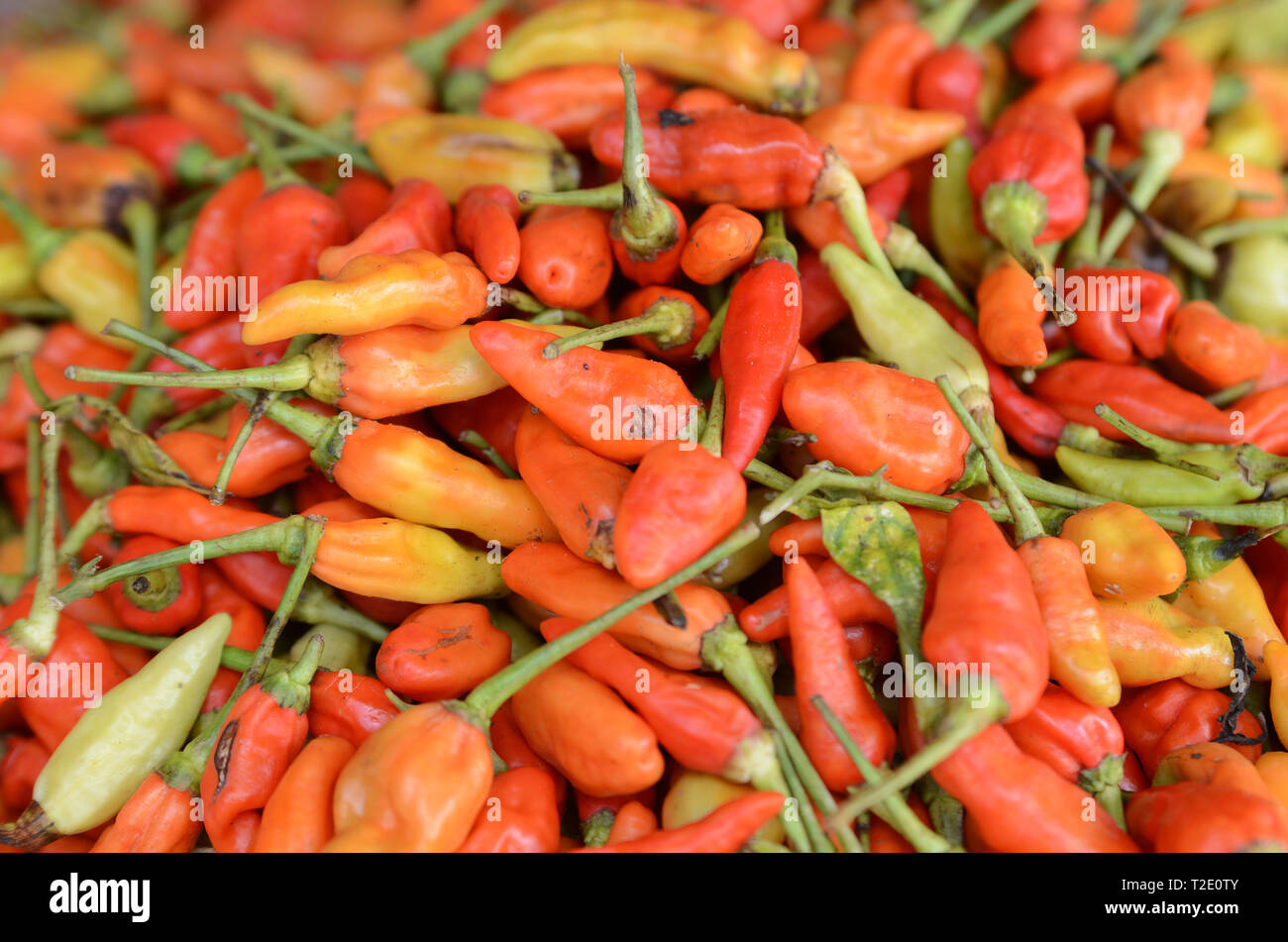 Red hot chili peppers sell in local market in Bali Stock Photo - Alamy