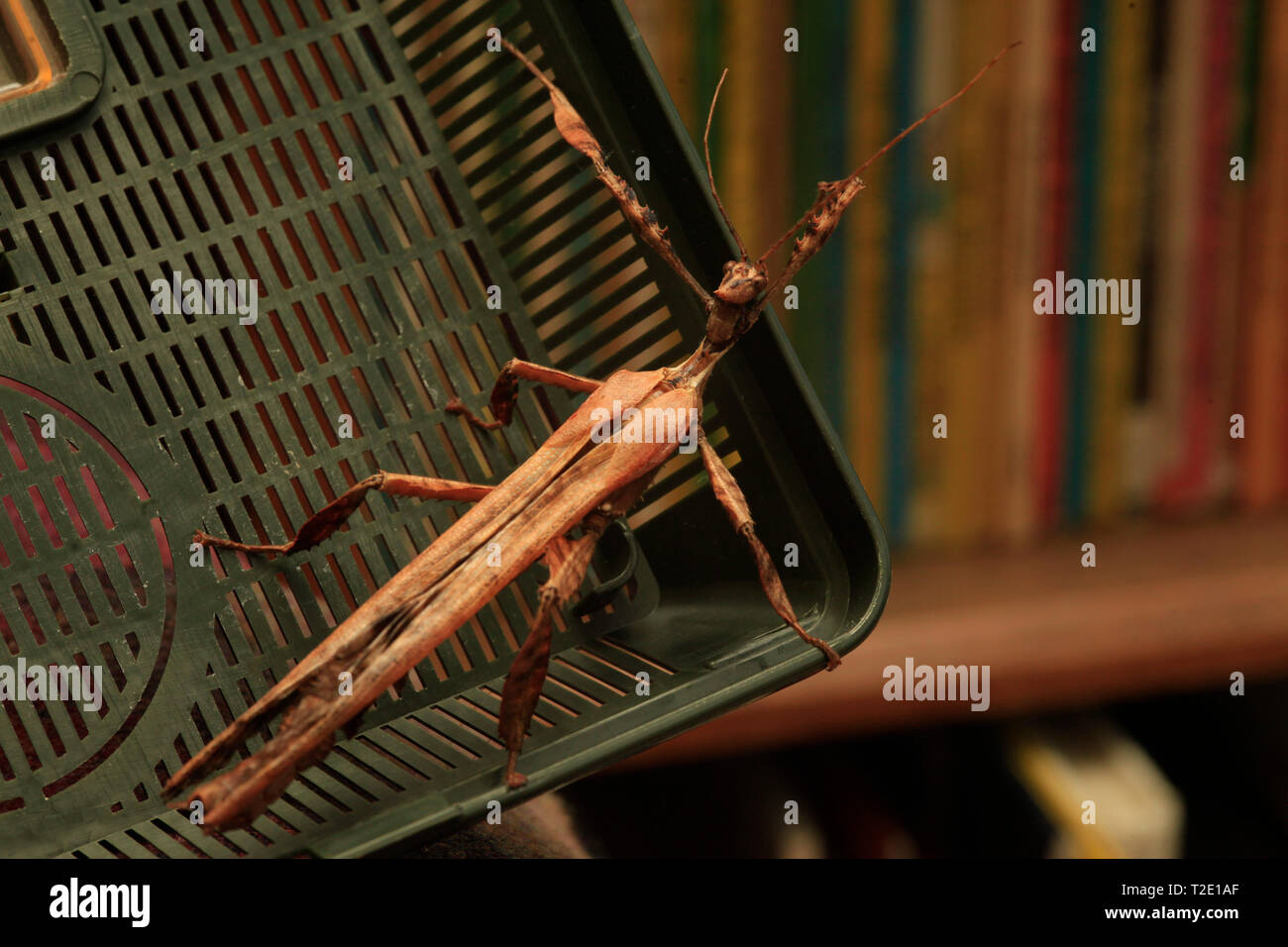 Australian giant prickly stick insect hi-res stock photography and ...