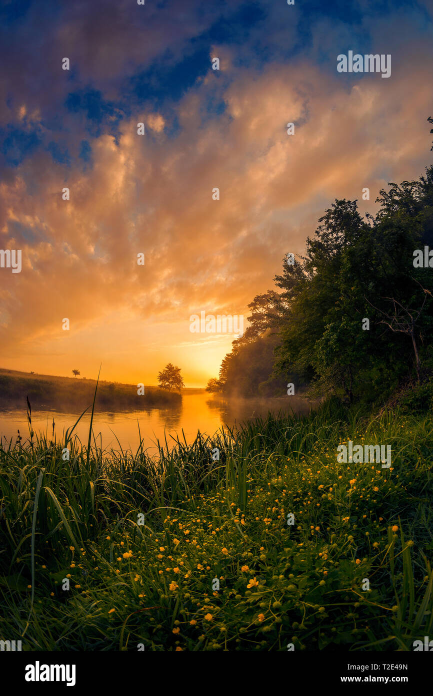 Beautiful morning on a river meander in a natural landscape with lot of fog and steam at sunrise with wild yellow flowers in the foreground Stock Photo