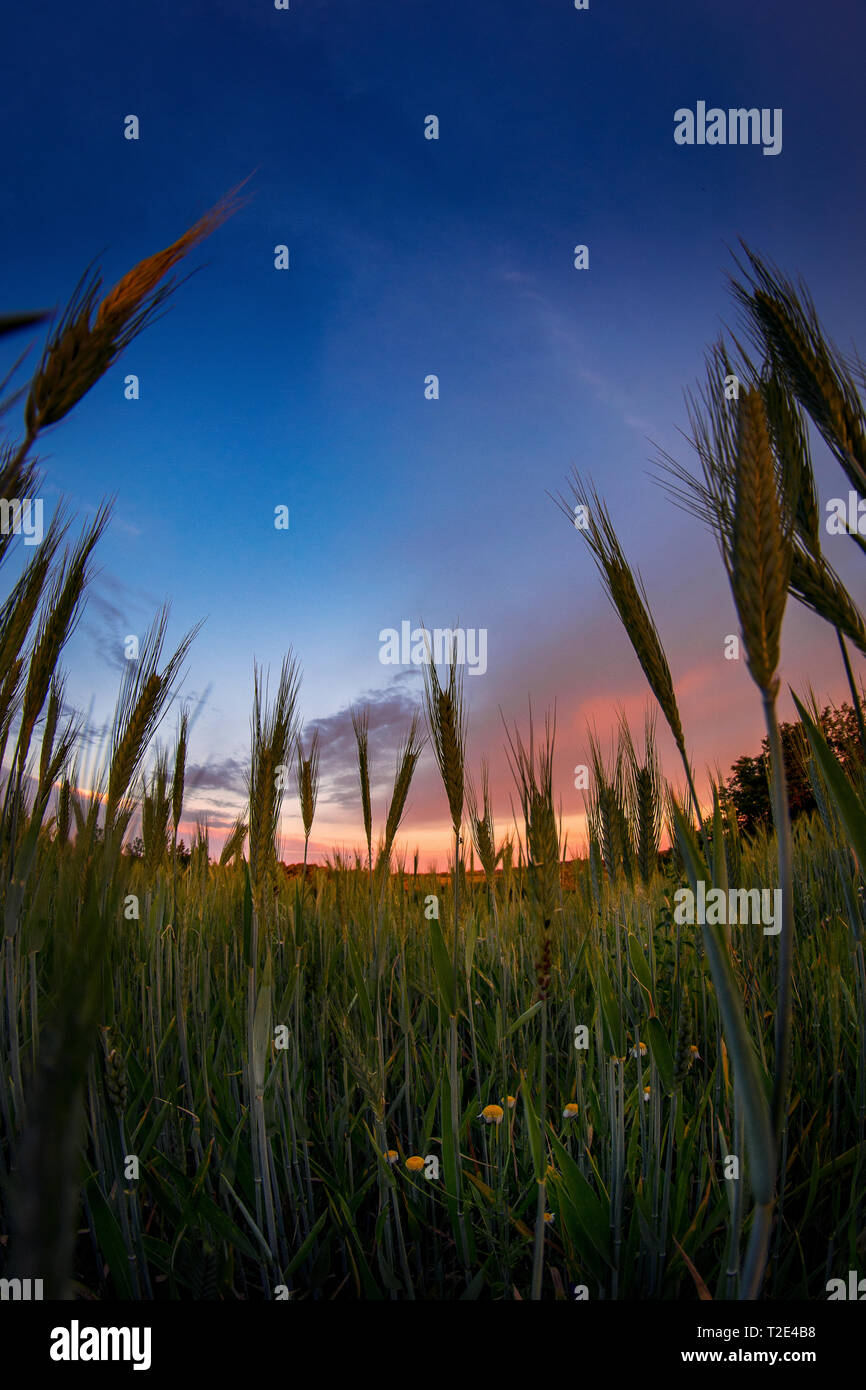 Evening sky after sunset seen from a wheat field with a low ground point of view Stock Photo