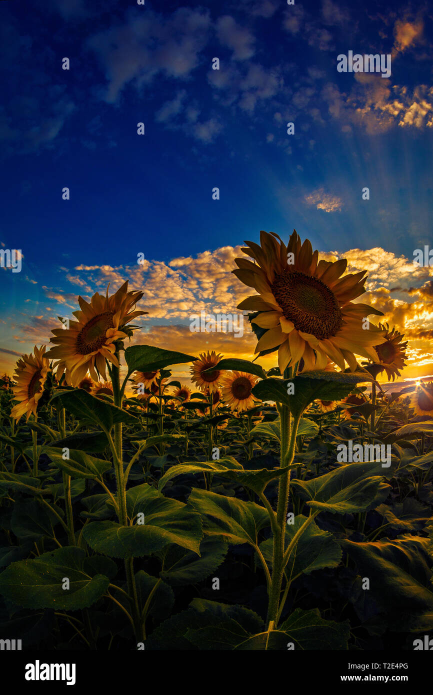 Beautiful sunflower field at sunset shot againt a dramatic sky with ...