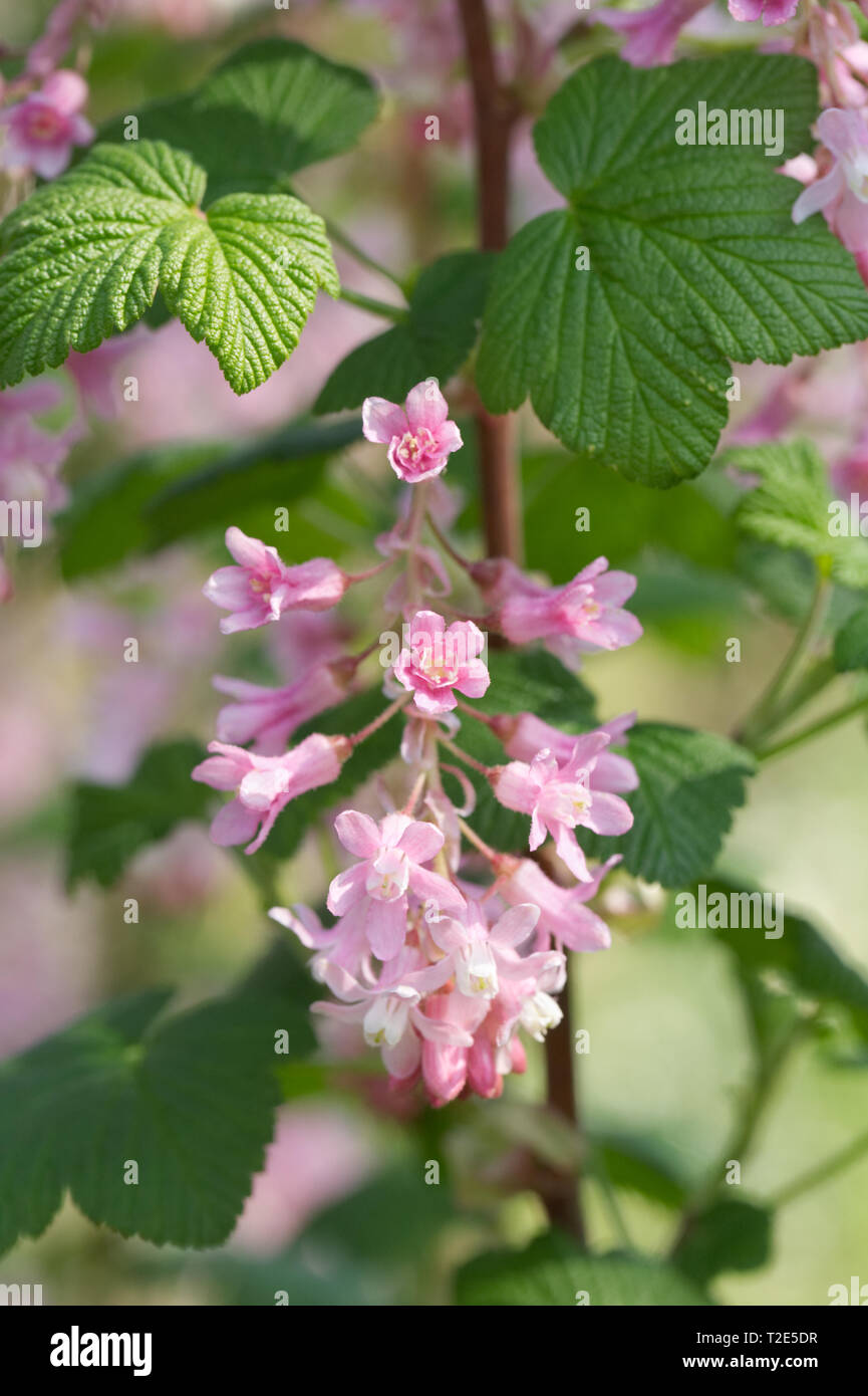 Ribes sanguineum flowers in Spring. Stock Photo
