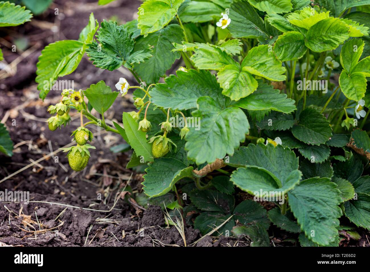 Growing strawberries environment concept hi-res stock photography and ...