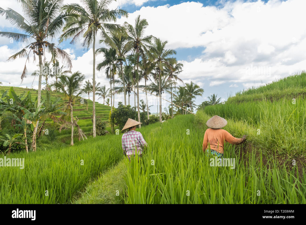 Female farmers working in beautiful Jatiluwih rice terrace plantations on Bali, Indonesia, south east Asia. Stock Photo