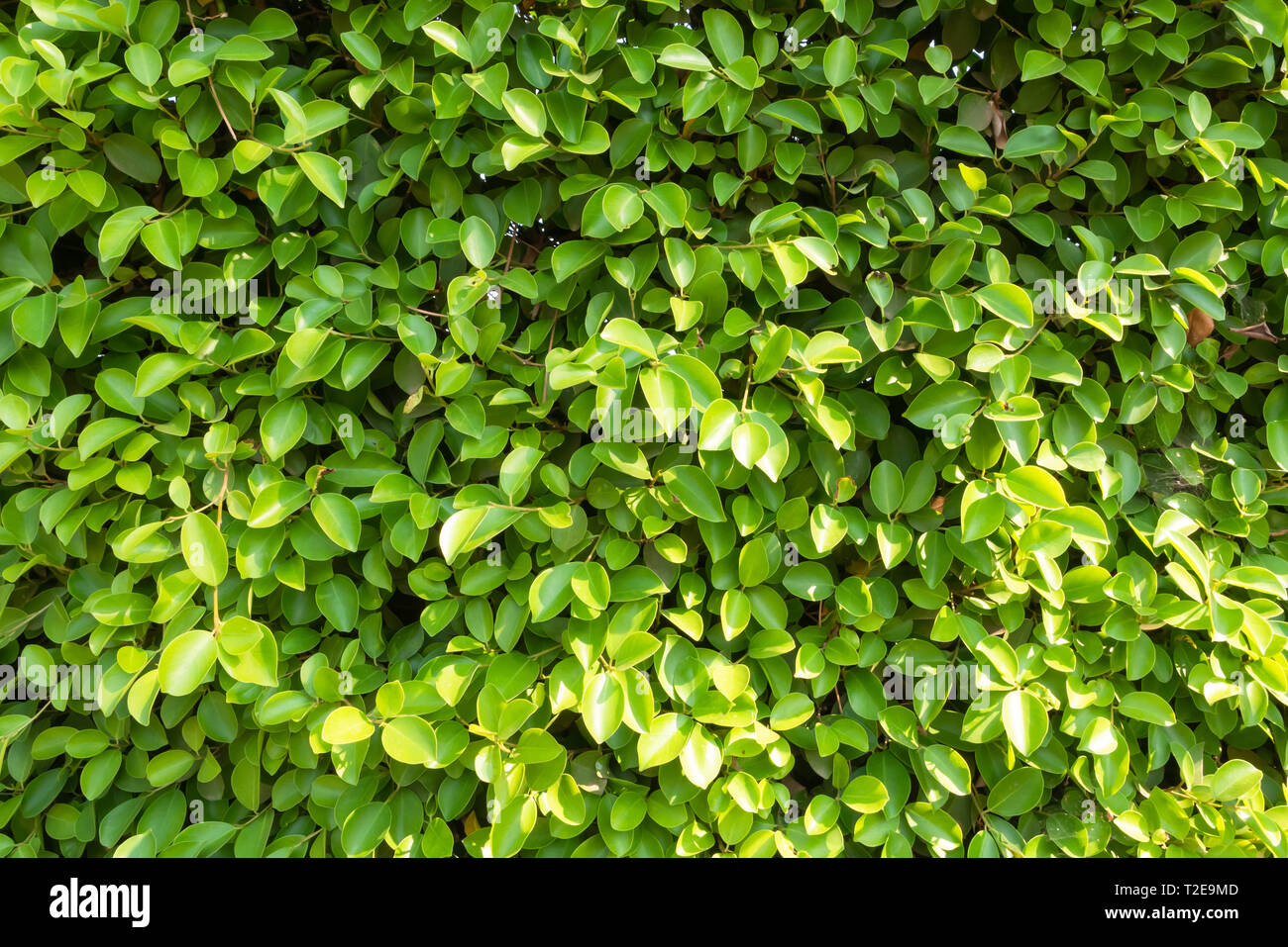 Close up full frame Banyan Tree or Ficus annulata background and texture with sunlight. Leaves can be used to treat wounds, Vitamins of the King used  Stock Photo