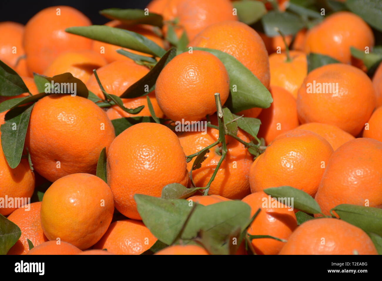 Tangerines for sale at a roadside farmers stand in California central