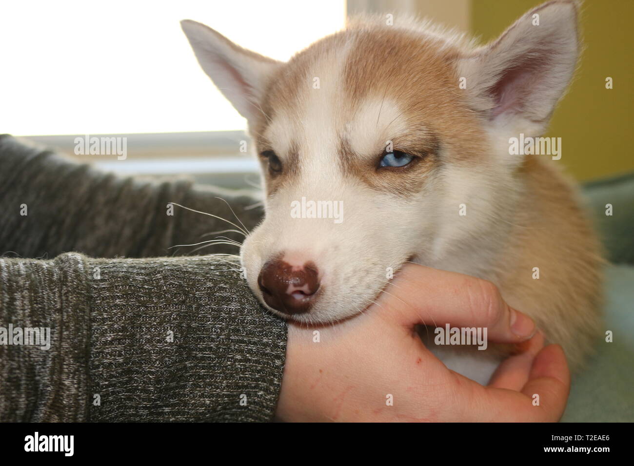 Husky biting best sale