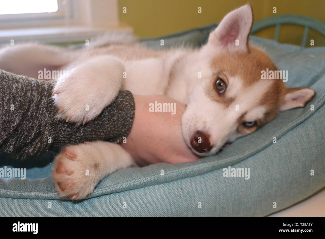 Little Siberian husky puppy biting the hand of its owner with copy