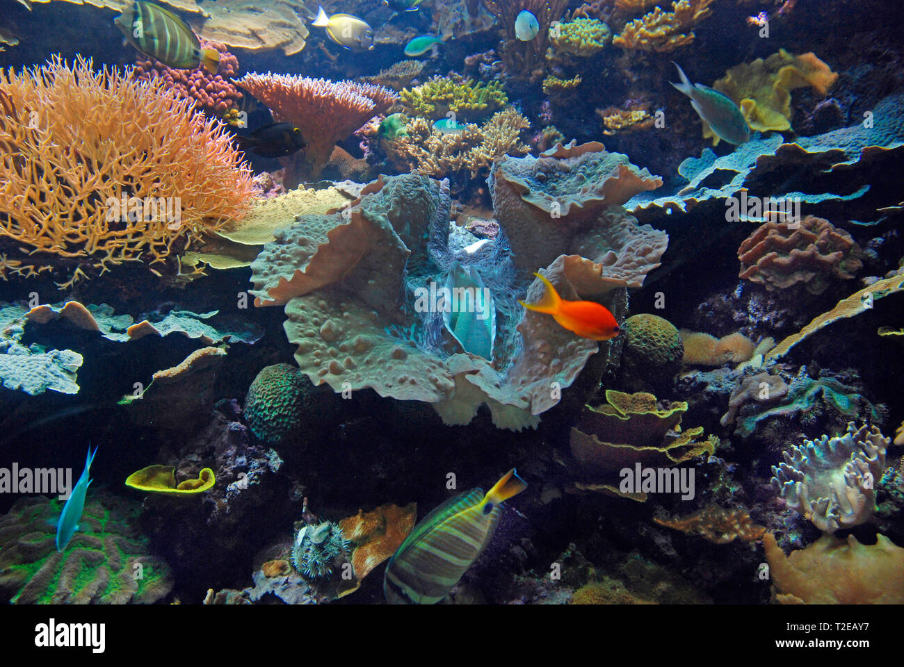 Shedd Aquarium Fish High Resolution Stock Photography and Images Alamy