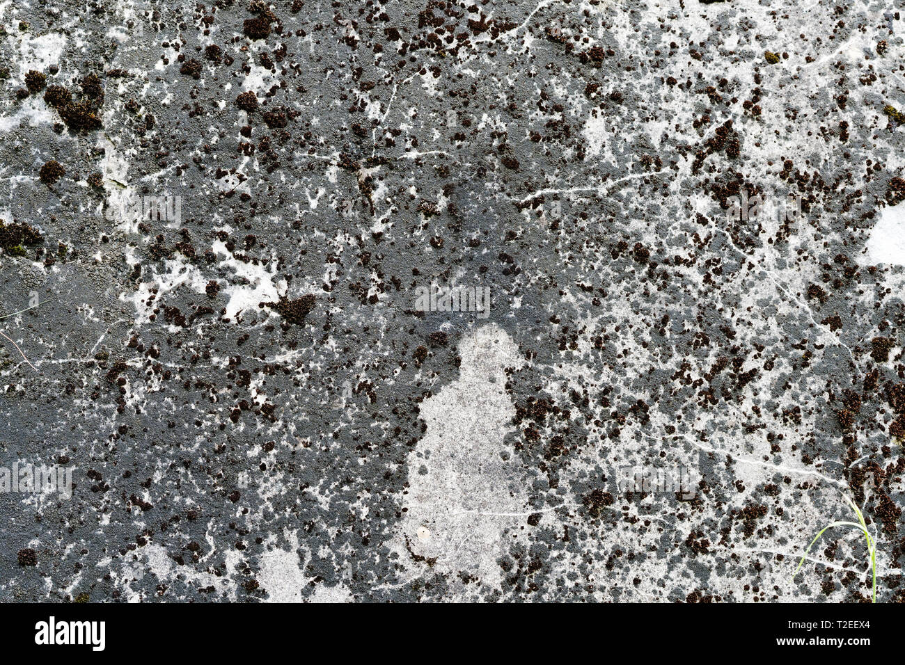old concrete wall with traces of destruction and mold Stock Photo